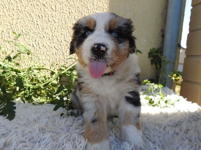 Les chiots de Berger Australien