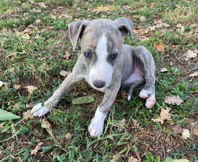 Les chiots de Whippet