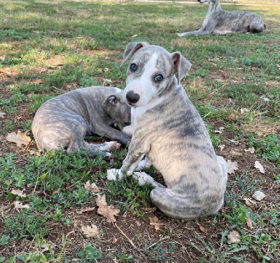 Les chiots de Whippet