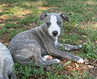 Les chiots de Whippet