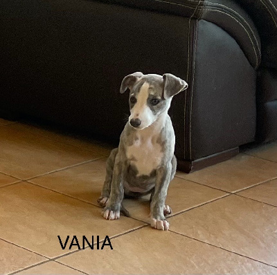 VANIA - Whippet