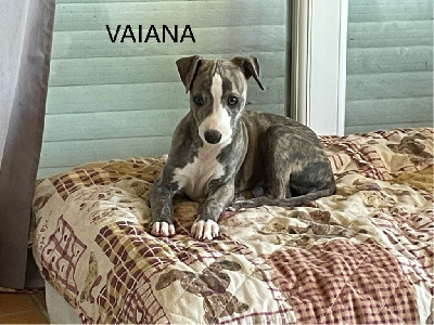 VAIANA - Whippet