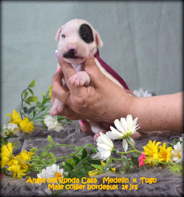 Les chiots de Dogo Argentino