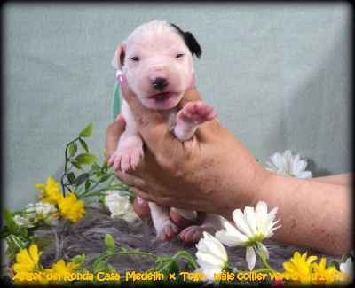 Les chiots de Dogo Argentino