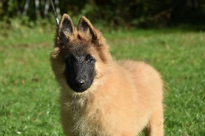 Les chiots de Berger Belge