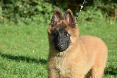 Les chiots de Berger Belge