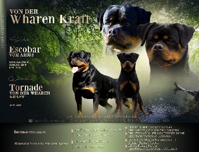 Les chiots de Rottweiler