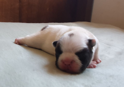 Les chiots de Bouledogue français