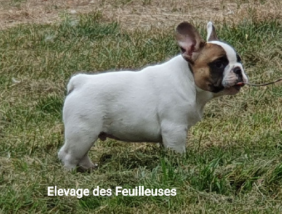 Les chiots de Bouledogue français