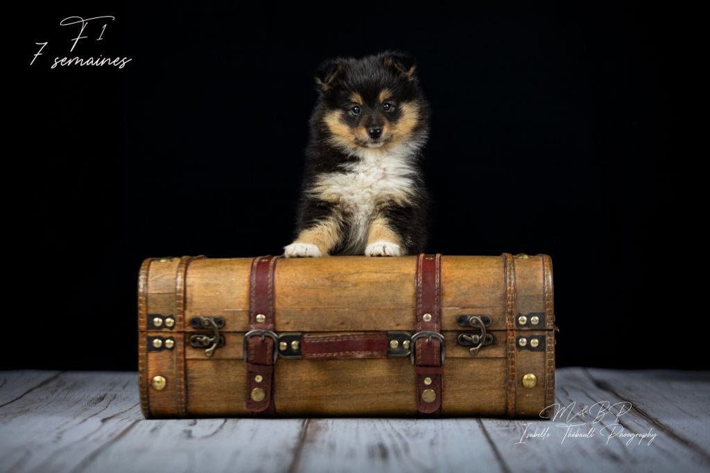 FEMELLE 4 - Shetland Sheepdog