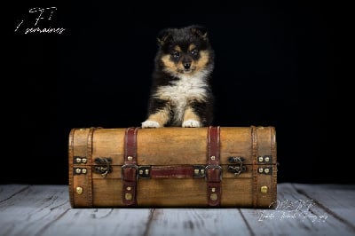 Les chiots de Shetland Sheepdog