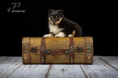 Les chiots de Shetland Sheepdog