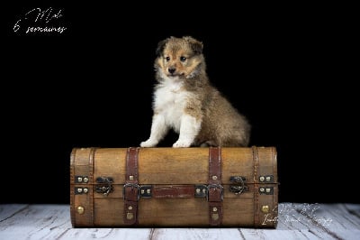 Les chiots de Shetland Sheepdog