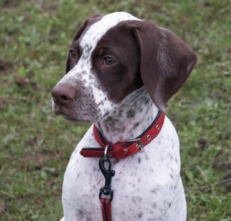 Asher du Milobre de Bouisse