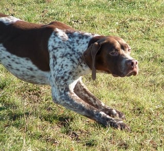 CH. Apache du Milobre de Bouisse