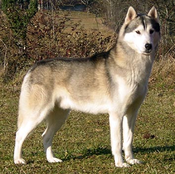 Shetane Of pack-ice wolves