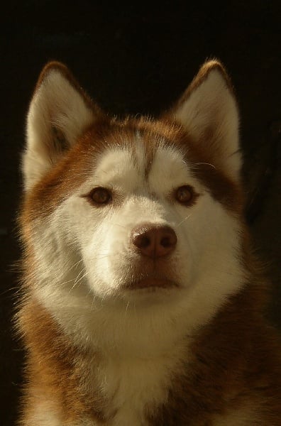 general.Les Siberian Husky general.delaffixe  Of cold winter nights