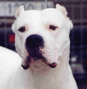 Les Dogo Argentino de l'affixe   des Cerberes D'Ivoire