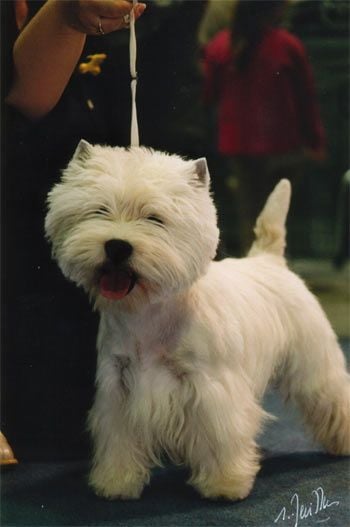 Les West Highland White Terrier de l'affixe   Les landes ecossaises