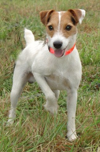 Les Jack Russell Terrier de l'affixe   De la forge saint eloi