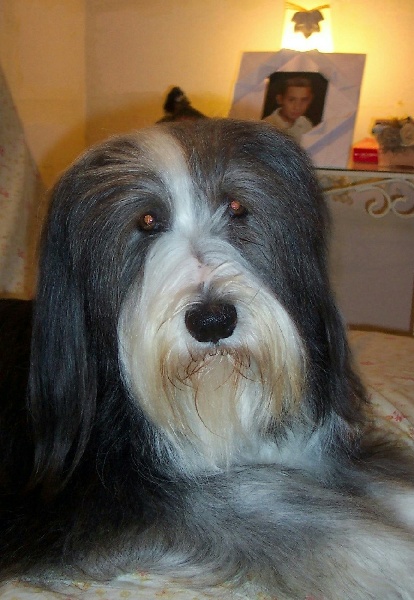 Les Bearded Collie de l'affixe   Los pitchous brensol