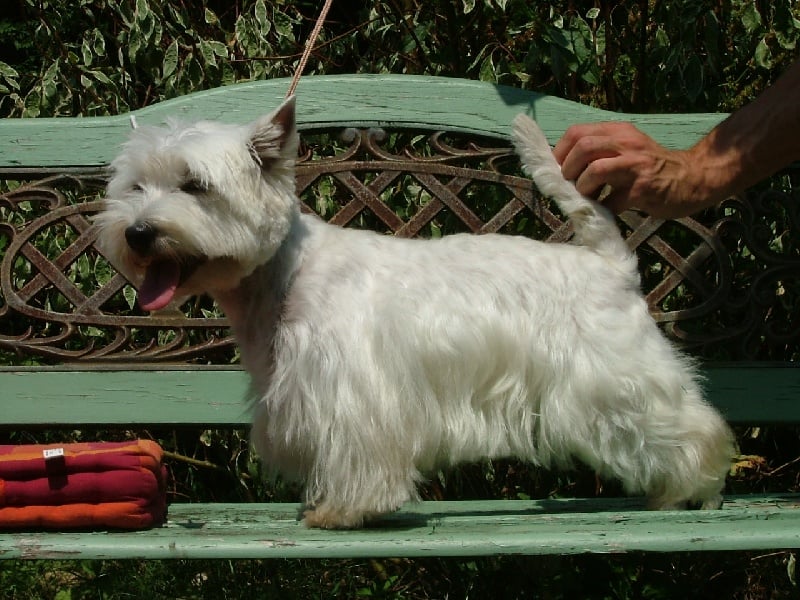 Les West Highland White Terrier de l'affixe   Des guerriers chippewas