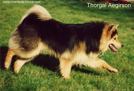 Thorgal Aegirsson