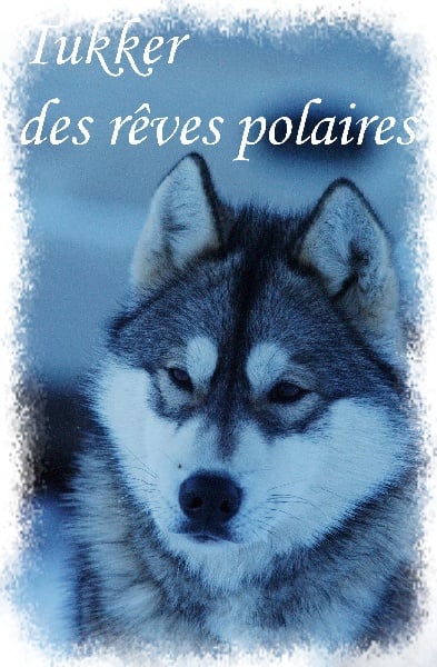 Les Siberian Husky de l'affixe   des rèves polaires