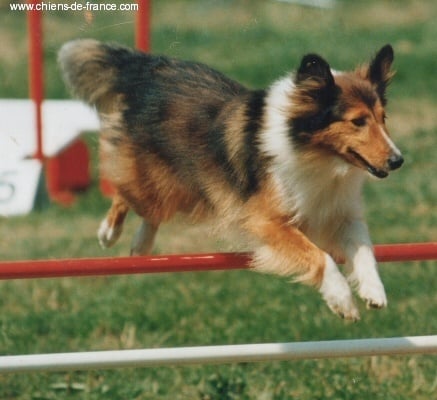 Les Shetland Sheepdog de l'affixe   Du Grand Champ D' Aubertans