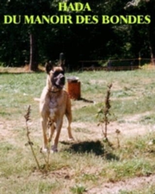 Les Dogue allemand de l'affixe   de la Boutinais