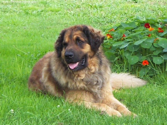 Les Leonberger de l'affixe   De la foret des amognes