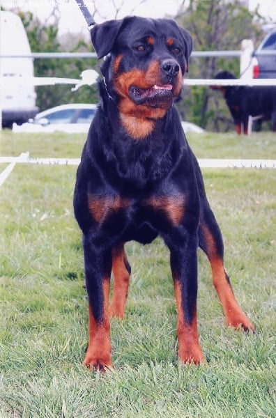 Les Rottweiler de l'affixe   des terres de la Munia