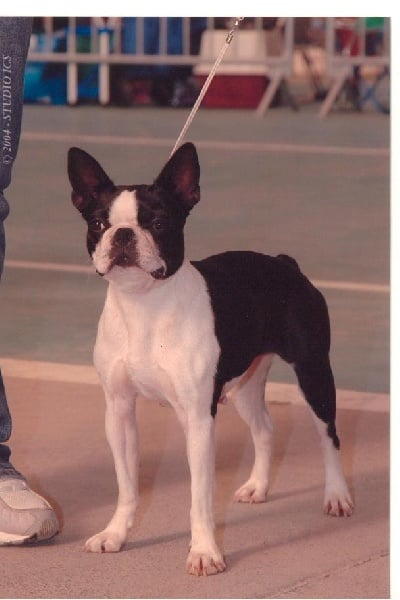 Les Boston Terrier de l'affixe   de Cat'Pat