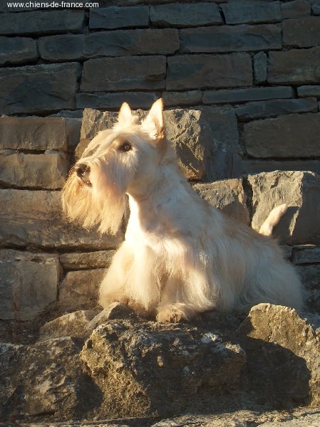 Les Scottish Terrier de l'affixe   des temps anciens