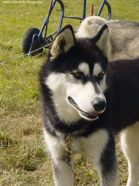 Valko des rèves polaires