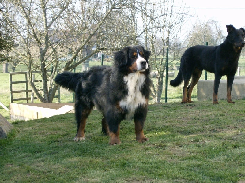 Les Bouvier Bernois de l'affixe   des compagnons de la mane