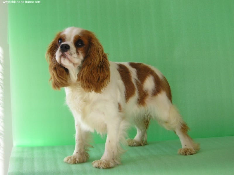 Les Cavalier King Charles Spaniel de l'affixe   Du mas paskalia