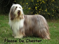 Les Bearded Collie de l'affixe   Of still river