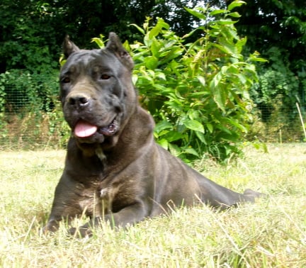 Les Cane Corso de l'affixe   Valma's Signature