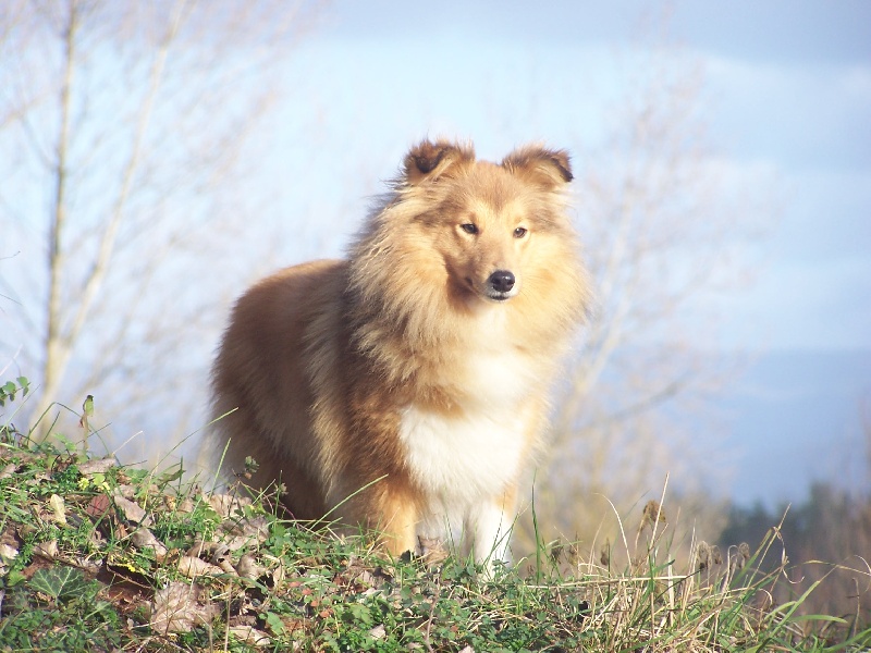 Birmingham  birnim Au lorece shetland