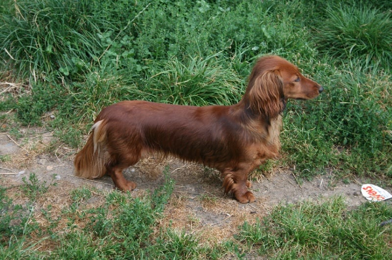 Brindille Du chene daniele