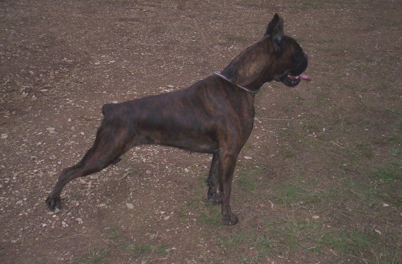 Les Boxer de l'affixe   de la Vallee de l'Arc