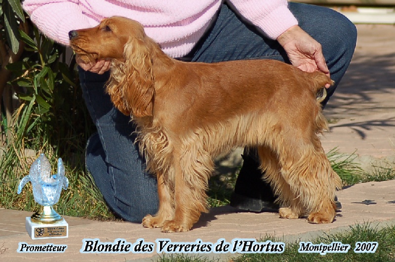 Blondie des verreries de l'hortus