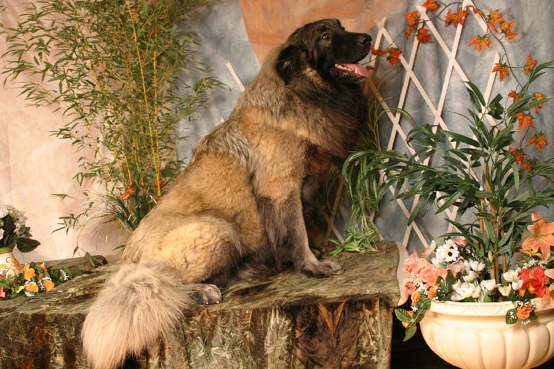 Les Chien de la Serra Estrela de l'affixe   Du val des quatre reines