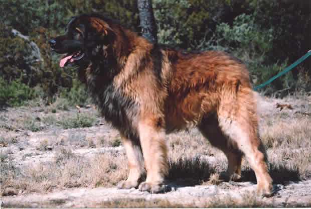 Les Leonberger de l'affixe   de l'arche de caux