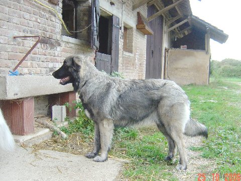 Belestrela des Seigneurs de la Vallée de l'Isle