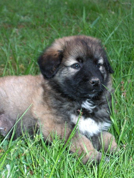 Balou des Seigneurs de la Vallée de l'Isle