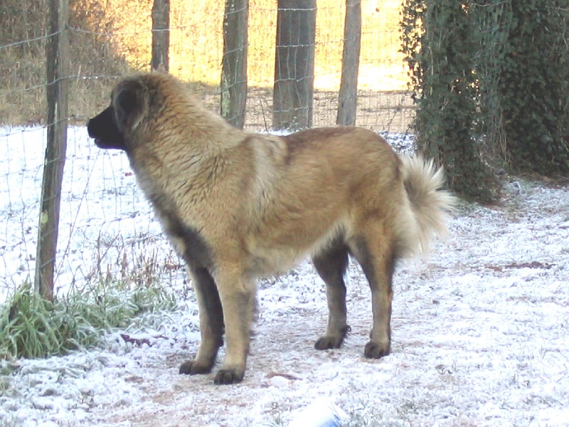 Vaïnee des Seigneurs de la Vallée de l'Isle