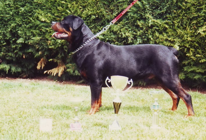 Les Rottweiler de l'affixe   de la vallée des trois rivières