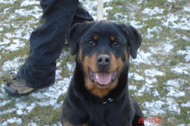 Les Rottweiler de l'affixe   des Gardiens du Lagoon